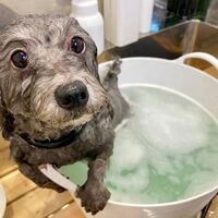 画像1436：愛犬のストレス発散に役立つ知育トイ