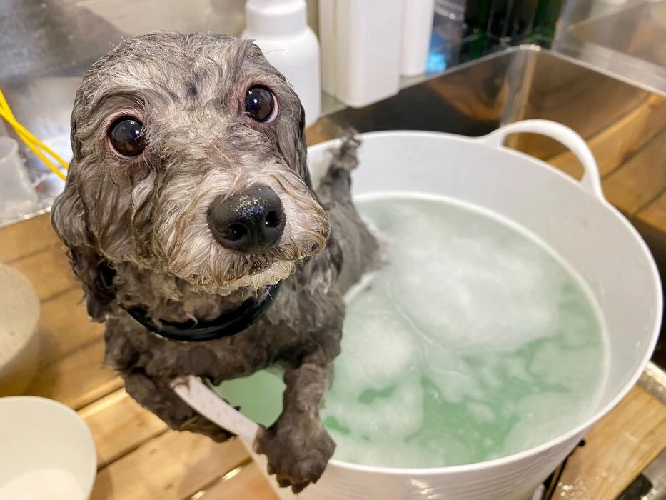 画像1436：愛犬のストレス発散に役立つ知育トイ