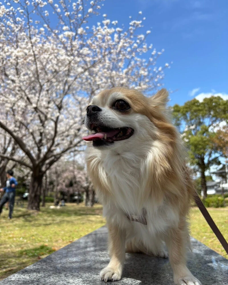 ブログ