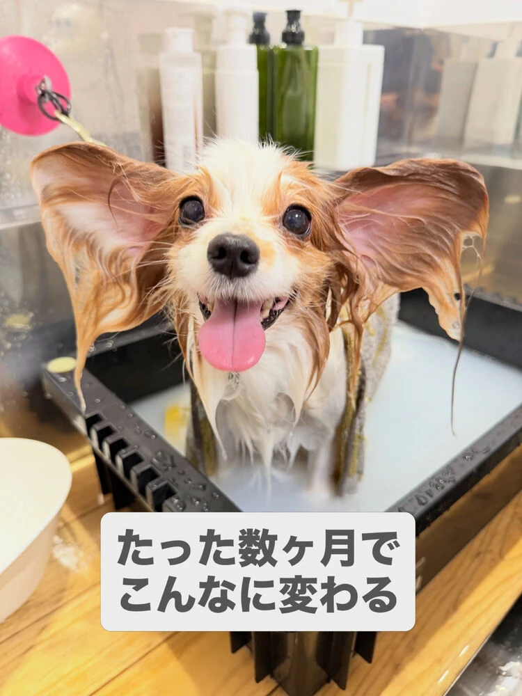 ブログ