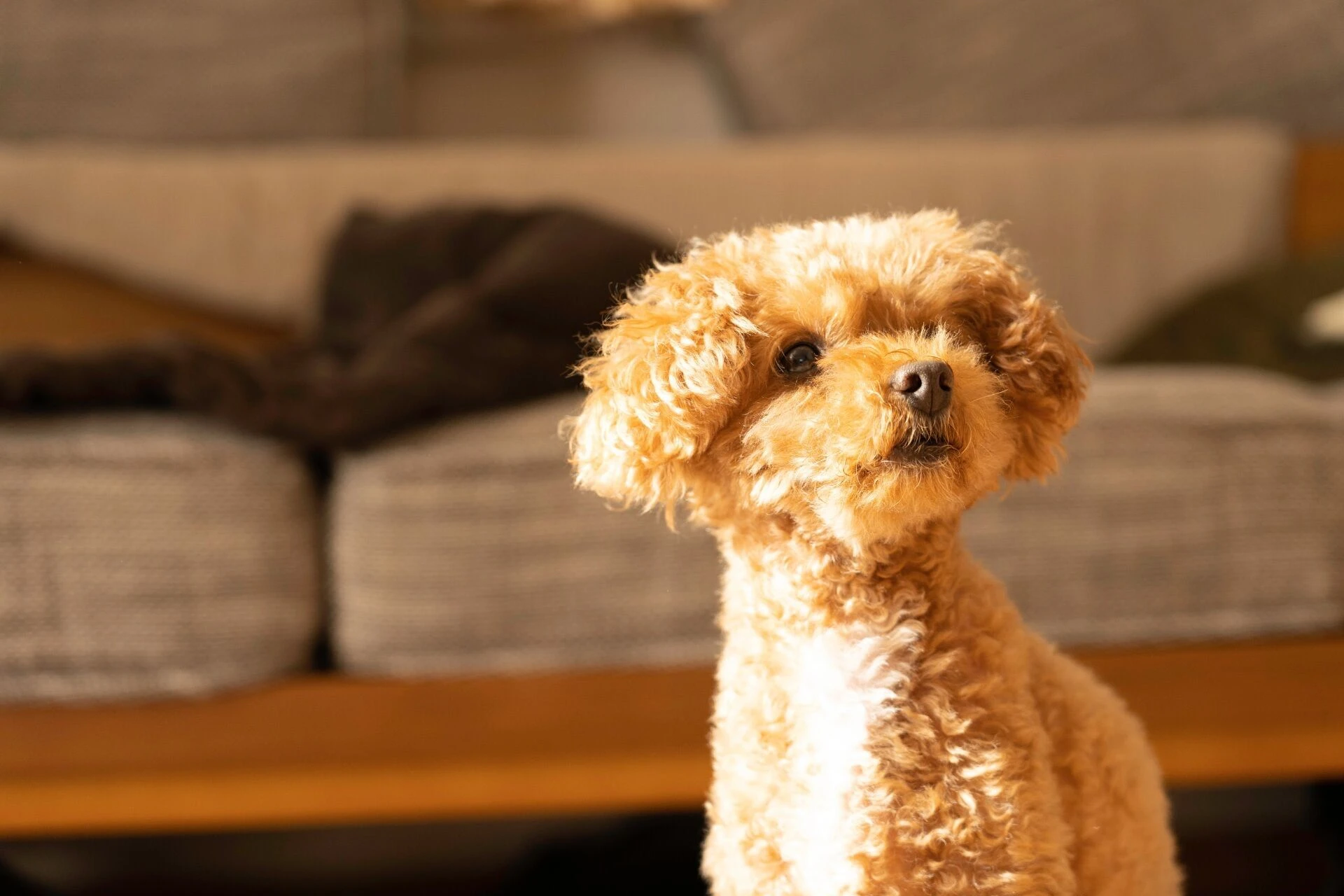 犬