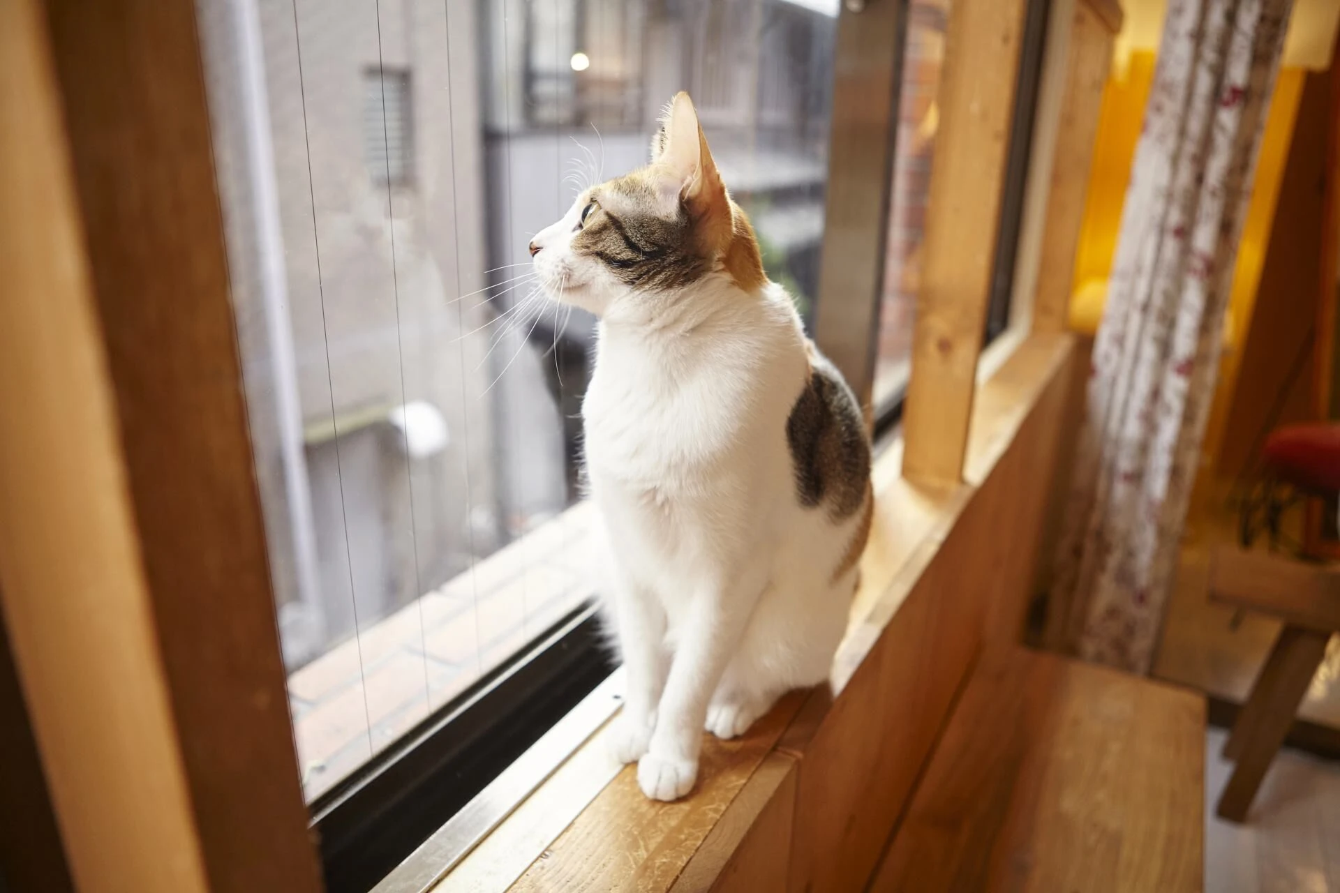 猫
